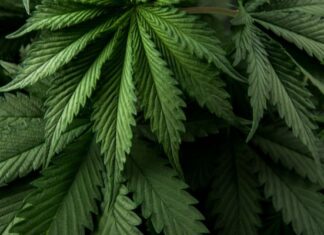 Anvisa discute nesta quarta-feira regras para a produção de cannabis no país