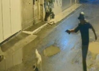 Homem mata cachorro de vizinho a tiros por causa de latidos