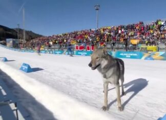 Cachorro cruza linha de chegada e prejudica dupla brasileira nos Jogos Olímpicos de Inverno