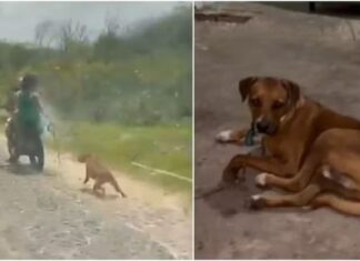 Casal é preso por arrastar cão amarrado a moto