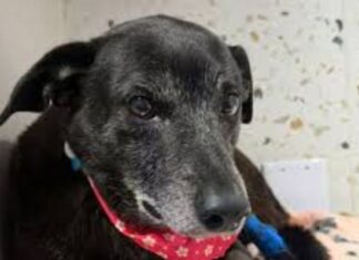 Morre Pretinha, companheira inseparável do cão Orelha