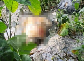 Tronco humano é encontrado em área de mata no bairro Alfredo Nascimento