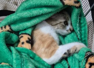Mulher é presa em flagrante após arremessar gata do 12º andar de prédio