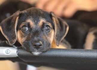 Educação humanitária: como ensinar crianças e adolescentes a respeitar animais