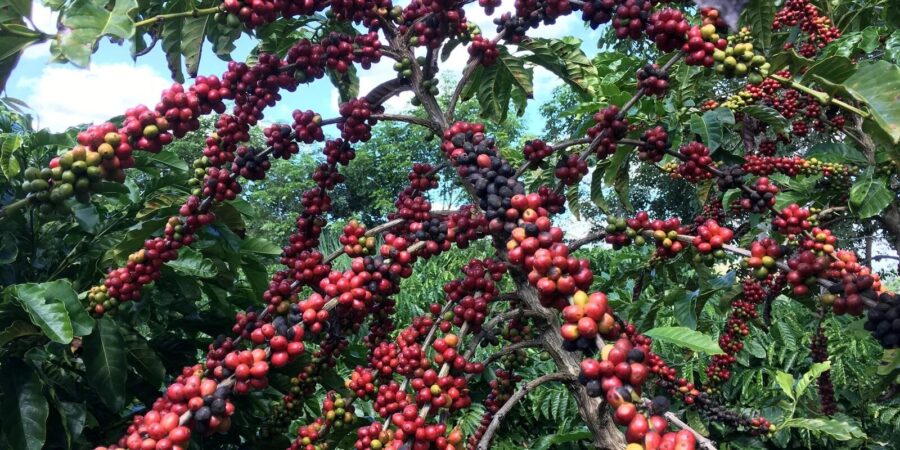 Conab prevê colheita recorde de café com alta de 17,1% em 2026