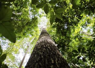 Governo federal cogita editar decreto sobre licenciamento ambiental após vetos derrubados