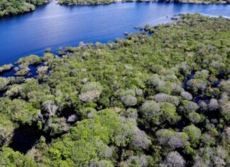 Governo abre edital de R$ 131,9 milhões para combater desmatamento e incêndios na Amazônia