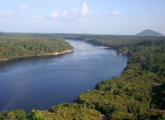 Fapeam e Fapesp lançam edital de R$ 8 milhões para pesquisas em bioeconomia na Amazônia e São Paulo