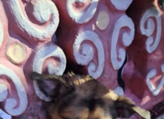 Cachorro tem cabeça presa em mureta e bombeiros são acionados para resgate em Manaus