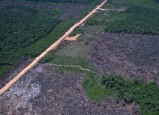 Alertas de desmatamento caem 35% na Amazônia e 6% no Cerrado, aponta Inpe