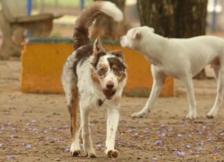 Carnaval: Multidões e folia representam perigos para a saúde dos animais