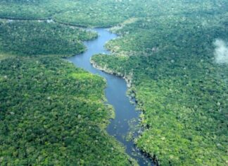 Queda histórica: desmatamento no Amazonas despenca 56,4% em janeiro de 2026 e atinge menor índice em cinco anos