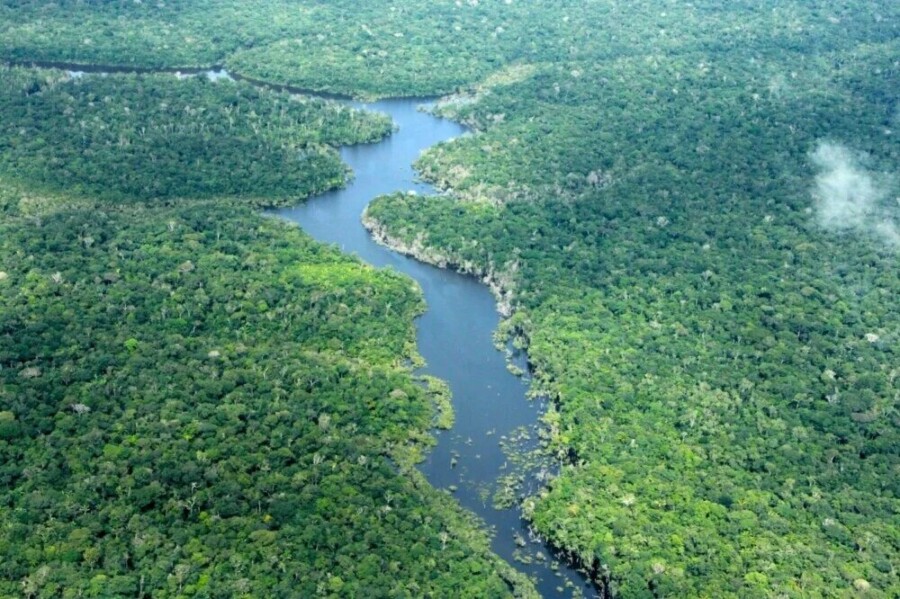 Desmatamento no amazonas despenca 56,4% em janeiro de 2026, aponta inpe, com menor índice em anos