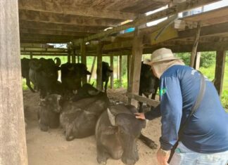 Adaf Amazonas intensifica vigilância contra febre aftosa em 466 propriedades rurais
