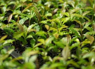Mata Atlântica: projeto baiano acelera restauração e cria florestas mais resilientes