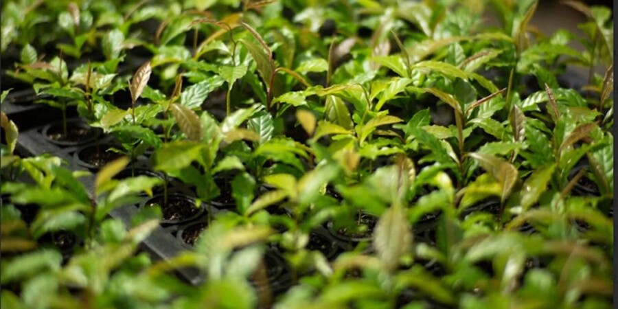 Mata Atlântica: projeto baiano acelera restauração e cria florestas mais resilientes