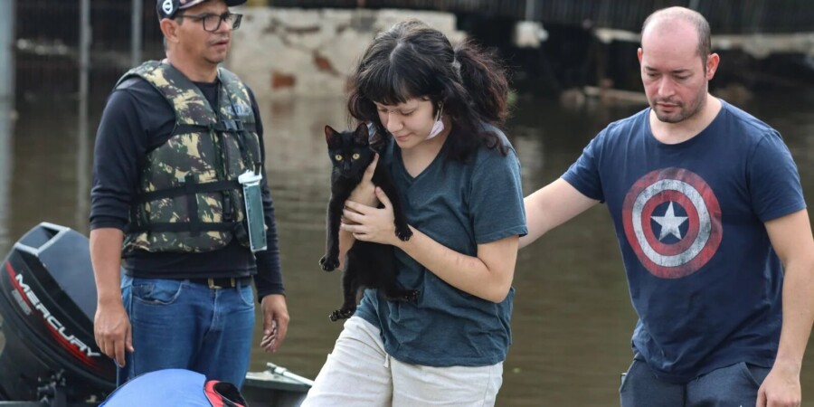 Senado aprova política nacional de proteção a animais resgatados em desastres