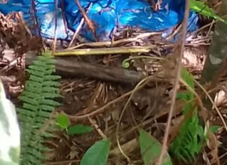 Ossada humana é encontrada em sacola na AM-010 em Manaus