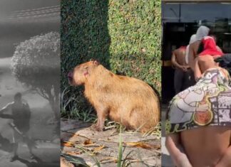 Cruedade! Polícia prende 6 homens que espancaram capivara com barras de ferro; Confira