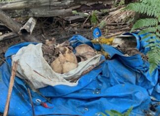 Ossada humana é encontrada dentro de sacola às margens da AM-010 em Manaus