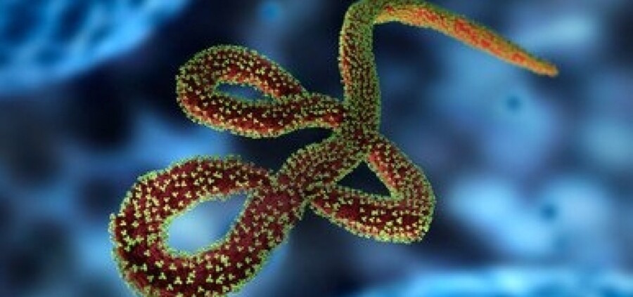 103155,novo-caso-do-virus-ebola-mata-uma-pessoa-no-congo-3