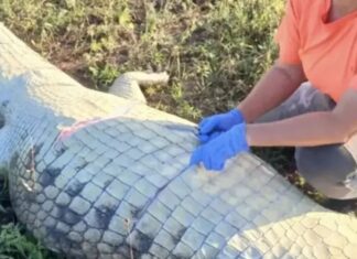 Exame de DNA confirma identidade de empresário encontrado dentro de crocodilo