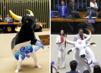 Bois Caprichoso e Garantido são homenageados em sessão solene na Câmara dos Deputados
