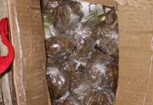 Cão policial encontra mala com drogas e ajuda na apreensão de 20 tabletes de skunk no Amazonas