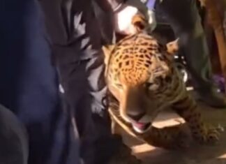 Onça-pintada de 75 kg é resgatada após ser encontrada em varanda de residência; assista!