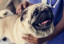 Exercício ilegal da Medicina Veterinária passa a ser crime no Brasil