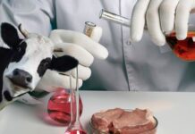 Carne de laboratório: conheça a técnica desenvolvida pela Embrapa