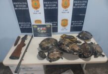 Homem é preso com oito tracajás e espingarda sem documentação em Tefé