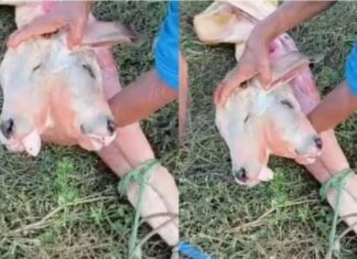Vaca dá à luz bezerro com duas cabeças e animal não resiste após parto