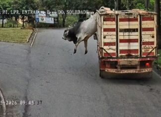 Boi escapa de caminhão, corre pelas ruas e é abatido após colocar pessoas em risco