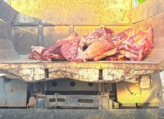 Operação apreende quase três toneladas de carne estragada no Amazonas
