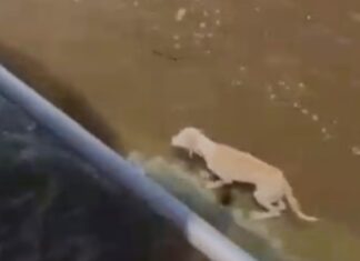 Cadela é resgatada à deriva no Rio Amazonas durante viagem para Parintins