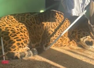 Onça-pintada de 75 kg é encontrada descansando sob varal em quintal de residência