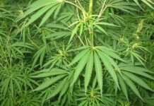 Trabalhador demitido por portar maconha terá de ser indenizado pela empresa