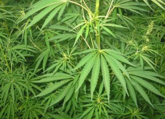 Trabalhador demitido por portar maconha terá de ser indenizado pela empresa