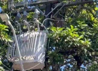 Homem morre após sofrer descarga elétrica enquanto colhia abacates em Manaus