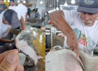 Peixe de quase 50 kg vira atração em feira no interior do Amazonas