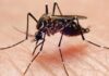 Anvisa autoriza a produção de mosquitos Aedes aegypti com bactéria