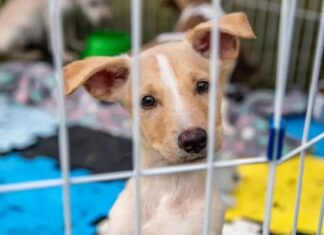 Projeto de lei aumenta pena por maus-tratos contra cães e gatos