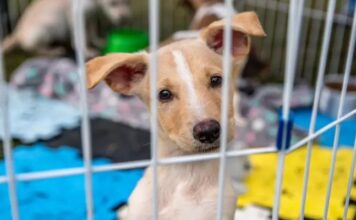 Projeto de lei aumenta pena por maus-tratos contra cães e gatos