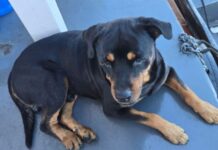 Rottweiler desaparece e família paga R$ 1 mil por informações sobre paradeiro