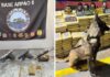 Base Arpão 2: Forças de Segurança apreendem mais de 600 quilos de skunk e causam prejuízo de R$ 29,6 milhões ao crime organizado
