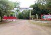 Onça invade área do Ifam, mata onze ovinos e provoca suspensão de atividades no campus