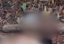 Homem é achado desacordado após supostamente s0frer g0lp3 na cabeça em avenida de Maués