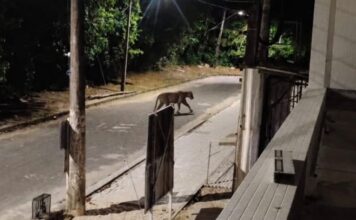 Suposta onça é vista circulando durante a noite no bairro Ponta Negra, em Manaus