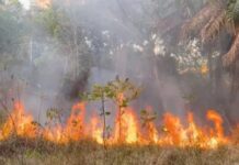 Fogo de grandes proporções atinge área verde em Adrianópolis